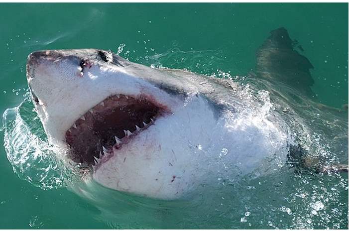 great-white-sharks-can-be-pinpointed-be-e-dna
