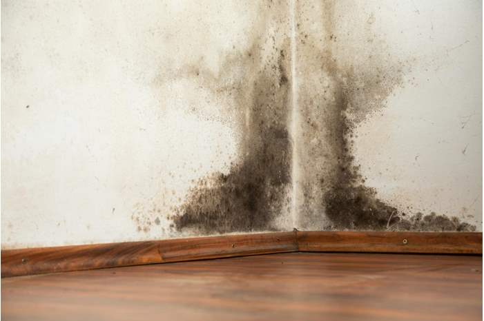 black-mold-on-a-wall