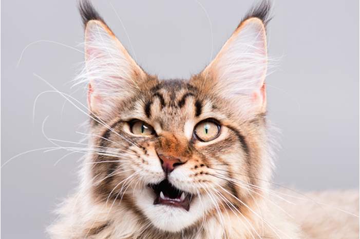 A-fluffy-cat-looking-funny-surprised-or-concerned