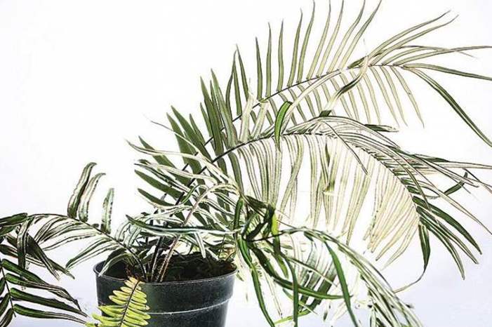 chinese-brake-fern-jpg-15986127886573577