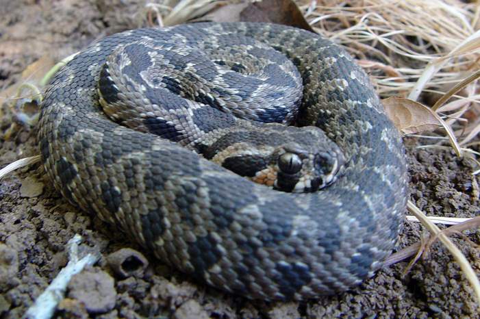 1280px-Vipera_palaestina