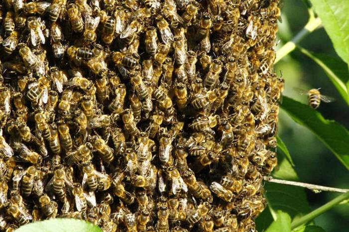 Spanish-couple-discovers-80000-bees-in-their-bedroom-wall