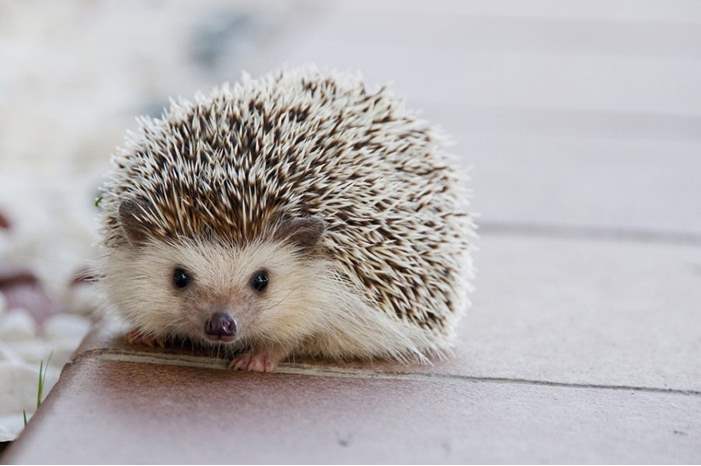 hedgehog-1215140_960_720-900x597