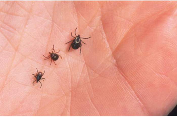 تفسير-رؤية-حشرة-القراد-في-المنام