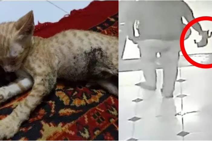 News-P-442168-636924788111352034