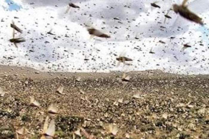 520194162648594725540