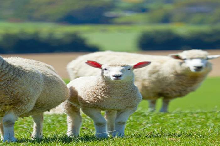 ff38697f-8585-447b-9843-66c74b0f7ef4