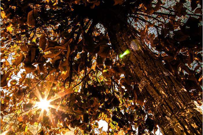 5201928233116783727520