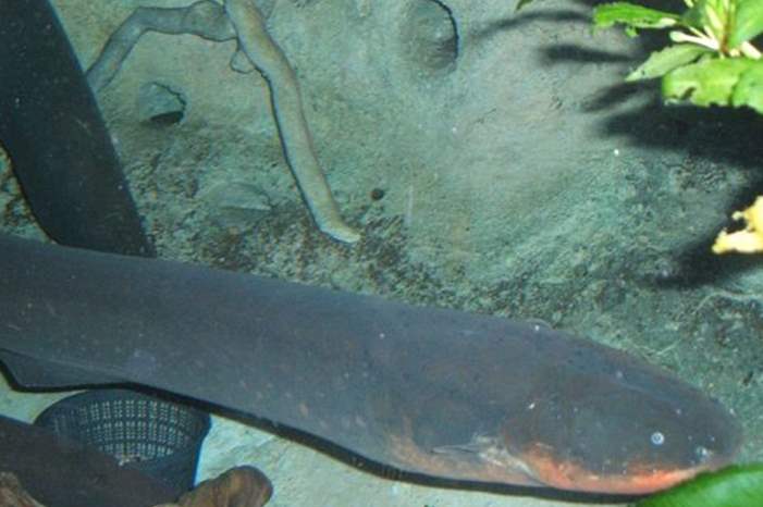 ثعبان البحر