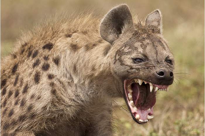 Hyena_teeth