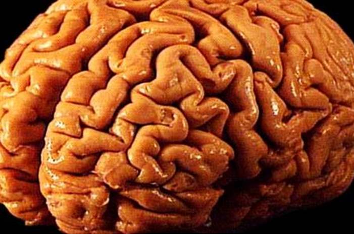 كيف_يعمل_العقل_البشري