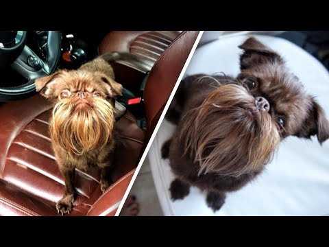 كلب يمتلك أروع لحية في العالم