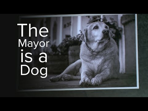 انتخاب كلب مسترد ذهبي عمدة لبلدة أمريكية