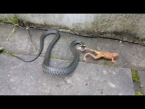 لقطات مذهلة لثعبان ماء يبتلع ضفدعا ضخما حيا