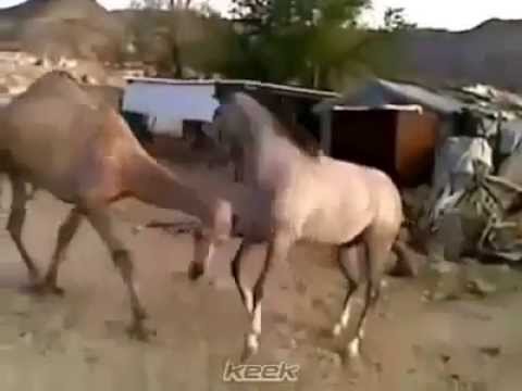 لحظة مقابلة حصان و جمل لم يشاهدا بعض مم فترة طويلة 