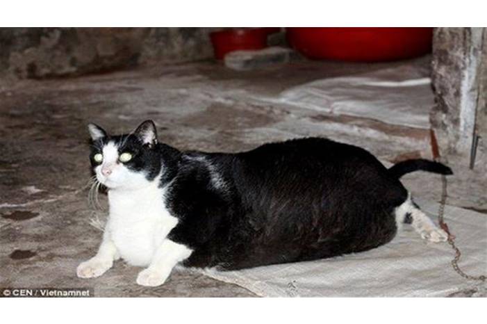 صور: القط الأكثر بدانة في العالم