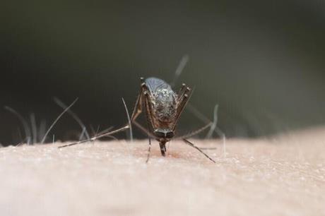 تحذير.. البعوض يهدد نصف سكان العالم بأمراض خطيرة