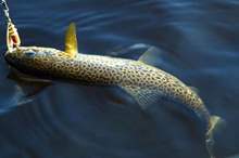 5bbdf63495a597084e8b4572