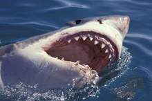 5bbf025795a597267c8b45bb