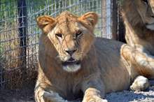 5bbf18a595a597267c8b45fb