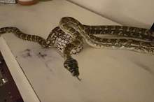 5bc06e3695a5977d178b458b