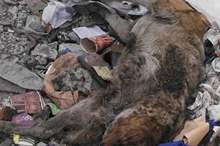 44197894_1958657240886930_6987453466041909248_n