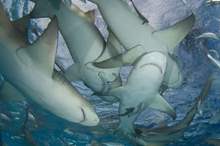 5bc705b6d43750ec718b45a9