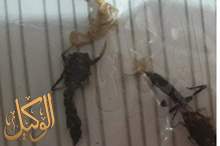 44288450_1960802967339024_4173668666417610752_n