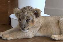 5bd04f50d437501a668b4636