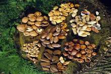 5bd1af5395a5972f288b456f