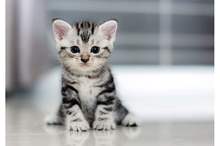 4-ways-cheer-up-depressed-cat