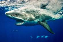 5bd6d8d595a597633f8b45b1