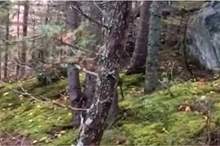 News-P-407923-636763342470936953