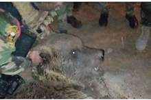 5bd7494dd43750df108b462d