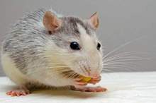 5bb74559d43750f66c8b45b8