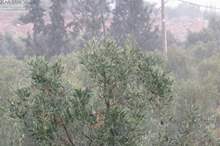 x127056.jpg.pagespeed.ic.JxRAmN2s0D