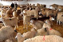 Moutons___Tig_691189152