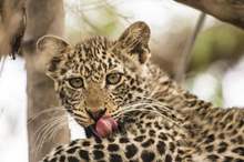 5be989cfd43750916c8b457a