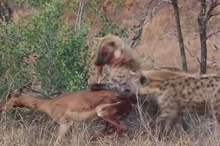 5bed207595a597ad288b45ec