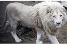 5bf28fa695a5976d1b8b4595