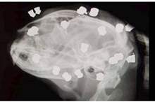 5bf53434d437502a3e8b45b7