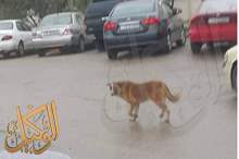 46751197_2011023542316966_1897501604886609920_n