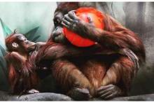 5bf5179dd437502a3e8b4574