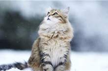 News-P-412918-636788357744545867