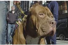 5bdb08cad43750a4368b45ac