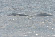 5bdad0ffd43750b17e8b45ca