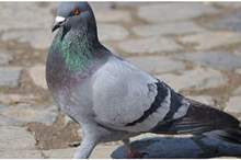 News-P-409214-636770146611325321