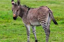 News-P-409446-636771163652000481