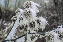 frost_winter_dry_grass_in_the_morning_nature