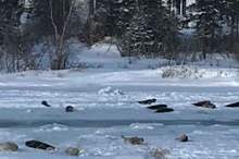 5c385c1bd43750501b8b4617